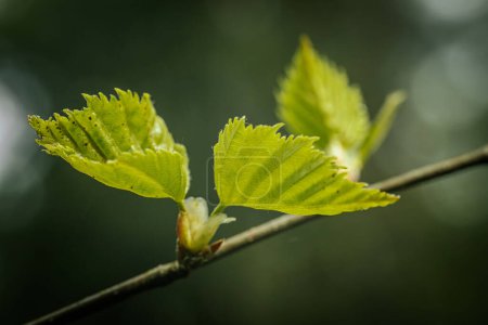 Young, green, birch spring leaves.