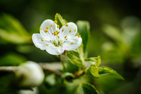 Flor de cerezo blanco, flor blanca de primavera.