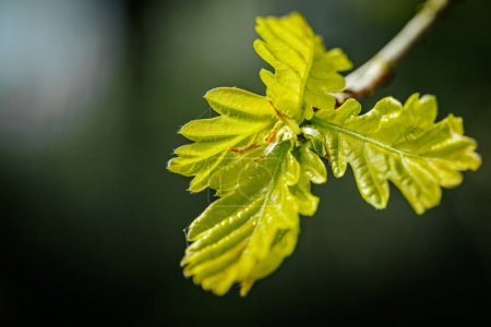 Young, green, oak spring leaves.