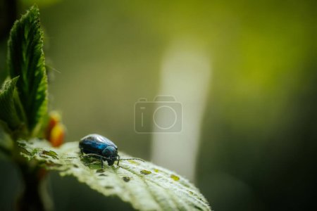 Forest beetle on a young green spring leaf.