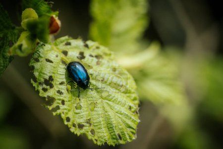 Forest beetle on a young green spring leaf.