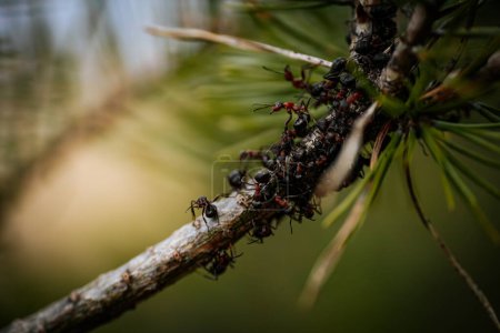 Téléchargez les photos : Conifères de pin avec fourmis forestières. Concentration sélective douce. Grains créés artificiellement pour l'image - en image libre de droit