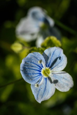 Blaue Blüten mit Blättern im Frühling. Landschaft.