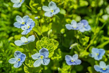 Blue flowers with leaves in spring. Landscape.