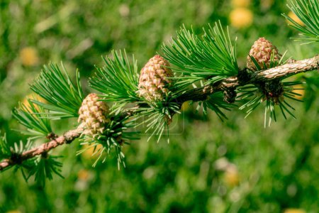 Larch with new cones in spring. Green soft needles.