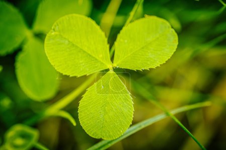 Un acercamiento vibrante y detallado de un trébol de cuatro hojas entre un frondoso follaje verde, que simboliza la suerte. El fondo presenta un efecto suave y borroso que proporciona un amplio espacio de copia. 