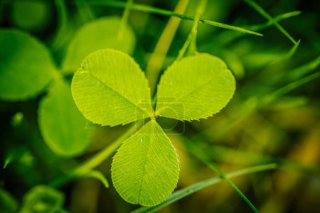 A vibrant, detailed close-up of a four-leaf clover among lush green foliage, symbolizing luck. The background features a soft, blurred effect providing ample copy space. 