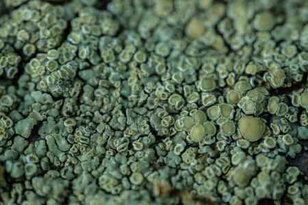 Close-up of lichen, association with fungi and algae or blue-green algae. Lichens form intricate patterns and can be found on rocks. Close-up.