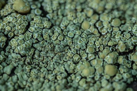Nahaufnahme von Flechten, Assoziation mit Pilzen und Algen oder Blaualgen. Flechten bilden komplexe Muster und kommen auf Felsen vor. Nahaufnahme.
