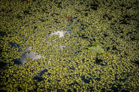 Close-up of a pond surface covered with green algae, with a single leaf floating among the vegetation. The reflective water spots create a contrasting texture.