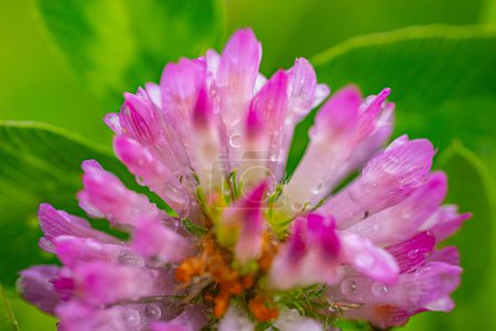 Eine extreme Nahaufnahme einer rosafarbenen Kleeblume, die mit Tautropfen bedeckt ist und komplizierte Details vor einem verschwommenen grünen Hintergrund zeigt. Kopierraum.