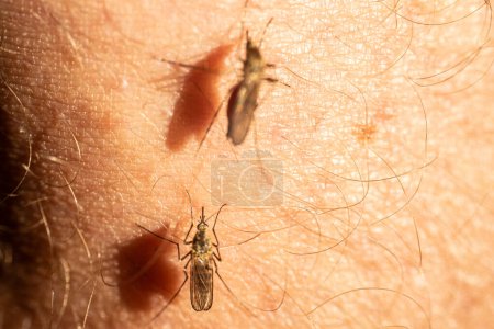 Inyección macro detallada de un mosquito en la piel humana, destacando la intrincada estructura corporal y los pelos finos del insecto. La imagen resalta la interacción del mosquito con la piel, mostrando sus alas y
