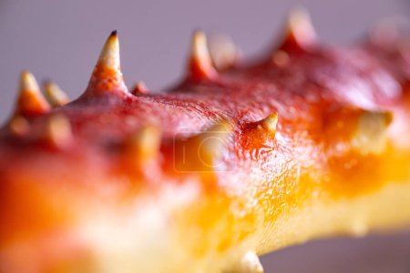 Detaillierte Makroaufnahme eines stechenden Seeigels mit seiner strukturierten Oberfläche und spitzen Projektionen. Sanfte Rosa- und Orangetöne bringen die natürliche Schönheit der Schale zur Geltung.