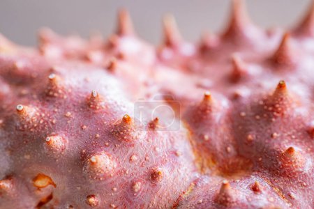 Detailed macro shot of a stinging sea urchin shell showing its textured surface and pointed projections. Soft shades of pink and orange bring out the natural beauty of the shell.