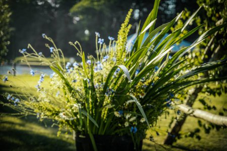 Scène luxuriante avec des feuilles de fougère vertes et de petites fleurs bleues et blanches debout à l'extérieur dans un endroit ensoleillé. Le fond est flou, mettant en évidence les plantes vibrantes.