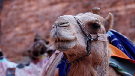 Foto de Camello caravana descansando sobre arena en Wadi Rum Protected Área, Jordania. - Imagen libre de derechos