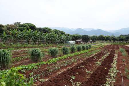 The picturesque landscape of an organic farmstead in Thailand.