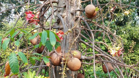 Cannonball tree within the garden of a Buddhist temple.