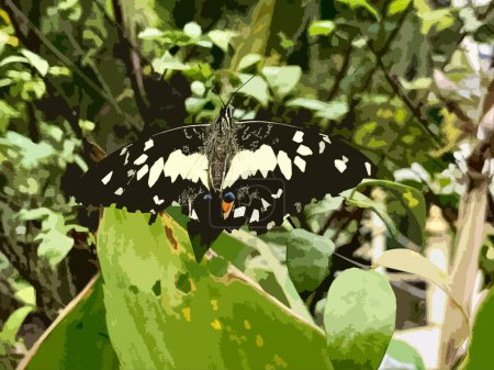 Ilustración realista de Papilio Demoleus o mariposa común de cal.