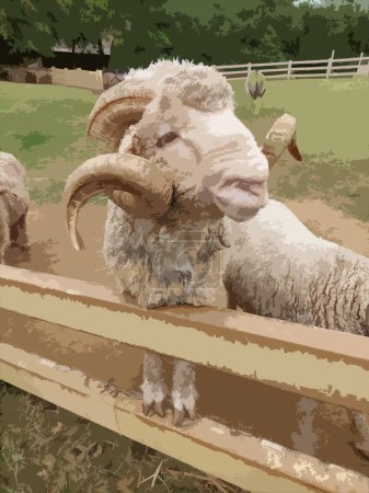 Ilustración realista de ovejas Merino en granja animal.