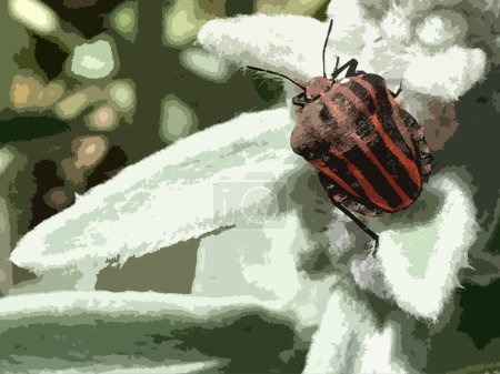 Illustration réaliste du Bug à rayures ou Bug à rayures italiennes.