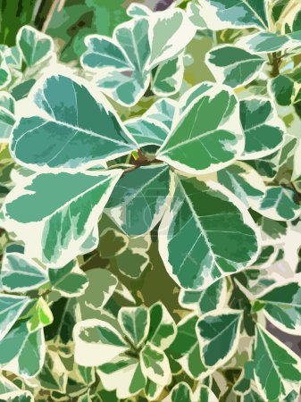 Ilustración realista de hojas blancas y verdes en forma de corazón, planta de caucho de muérdago.