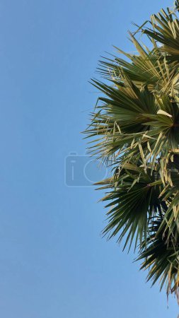 Palmier contre un ciel bleu d'été.