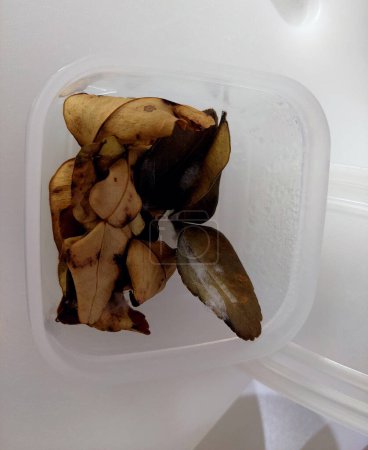 Verfaulte Thai-Kaffir-Limettenblätter im Plastikbehälter.