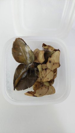 Rotten Thai Kaffir Lime Leaves in Plastic Container.