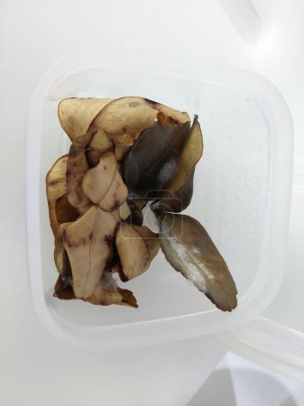Rotten Thai Kaffir feuilles de chaux dans un récipient en plastique.
