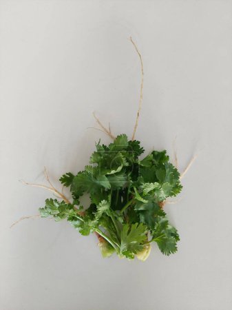 Téléchargez les photos : Coriandre fraîche sur fond blanc, prête pour la cuisson à la maison. - en image libre de droit