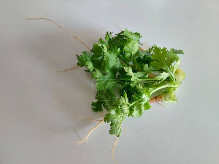 Fresh Coriander on a White Background, Ready for Home Cooking.