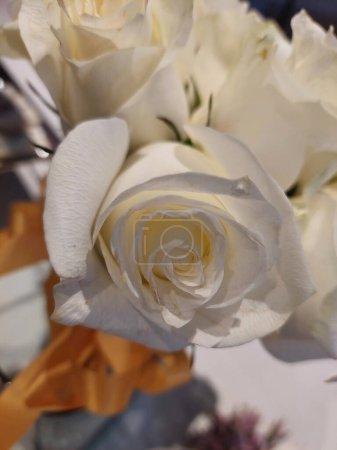 Un élégant bouquet de roses blanches pour le mariage.