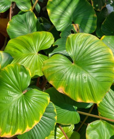 Herzförmige Blätter mit tiefgrünen Reflexen, Homalomena Rubescens.