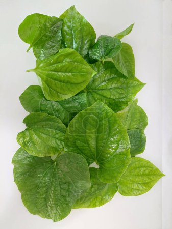 Wild betel leaves add a unique, aromatic flavor to home-cooked dishes. Popular in Southeast Asian cuisine, they are often used in salads, wraps, and curries. 