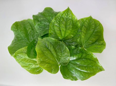 Wilde Betelblätter verleihen hausgemachten Gerichten einen einzigartigen, aromatischen Geschmack. Beliebt in der südostasiatischen Küche, werden sie oft in Salaten, Wraps und Curries verwendet. 