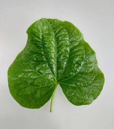 Wild betel leaves add a unique, aromatic flavor to home-cooked dishes. Popular in Southeast Asian cuisine, they are often used in salads, wraps, and curries. 