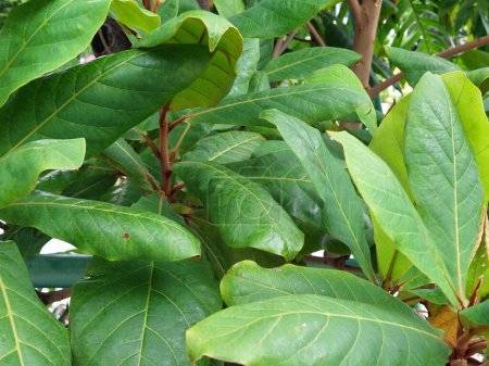Árbol malabar asiático Plantas ornamentales que prosperan en el jardín.