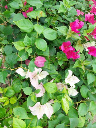 En el patio, flores de papel vegetal, también conocidas como buganvillas.