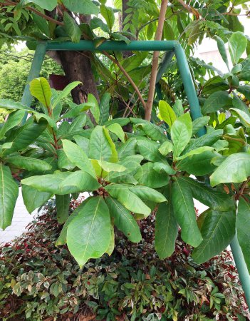 Asiatische Malabar-Zierpflanzen gedeihen im Garten.