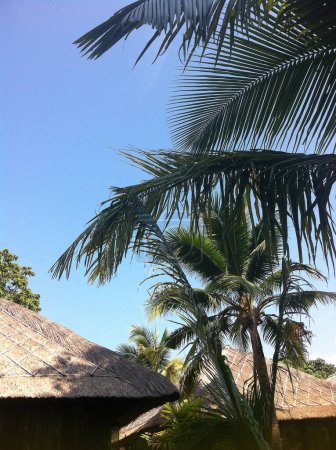Summer Tropical Paradise Coconut Trees on Lipe Island, Thailand.