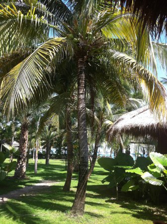 Summer Tropical Paradise Coconut Trees on Lipe Island, Thailand.