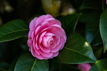 Pink double camellia flowers in the garden.