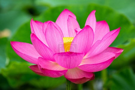 Foto de Hermosa flor de loto antigua floreciendo en el pantano temprano en la mañana. - Imagen libre de derechos