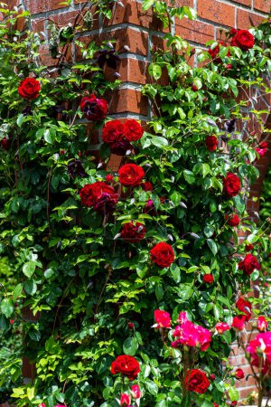 View of blooming roses in the garden.