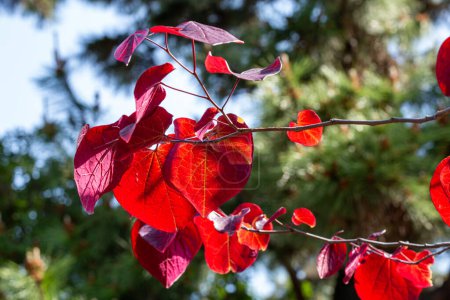 Photo for Red acer capillipes leaves in the forest. - Royalty Free Image