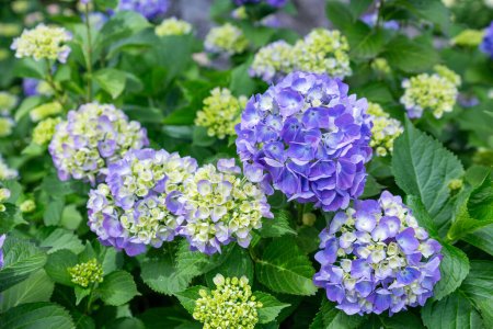 Photo for Blue hydrangea flowers blooming in early summer. - Royalty Free Image