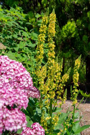 Photo for Verbascum nigrum flower in the garden. - Royalty Free Image