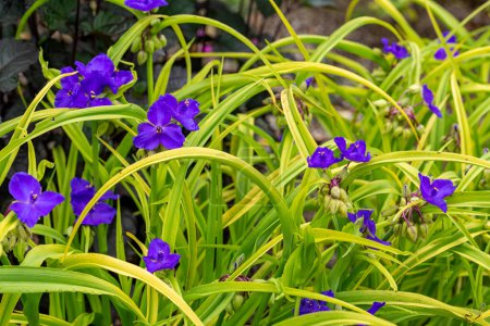 Photo for Flower of purple spiderwort flower in early summer garden. - Royalty Free Image
