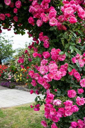 Rosas de Angela en un hermoso jardín de rosas floreciente taza.